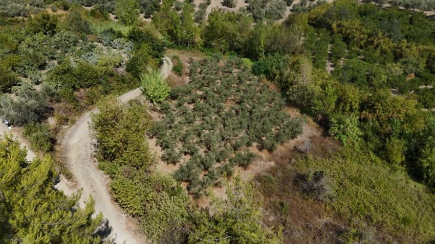 Hatay'da erkenci mandalina hasadı başladı! Samandağlı çiftçi bulduğu yöntemle daha çok kâr ediyor
