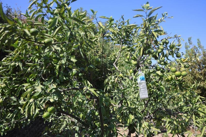 Hatay'da erkenci mandalina hasadı başladı! Samandağlı çiftçi bulduğu yöntemle daha çok kâr ediyor