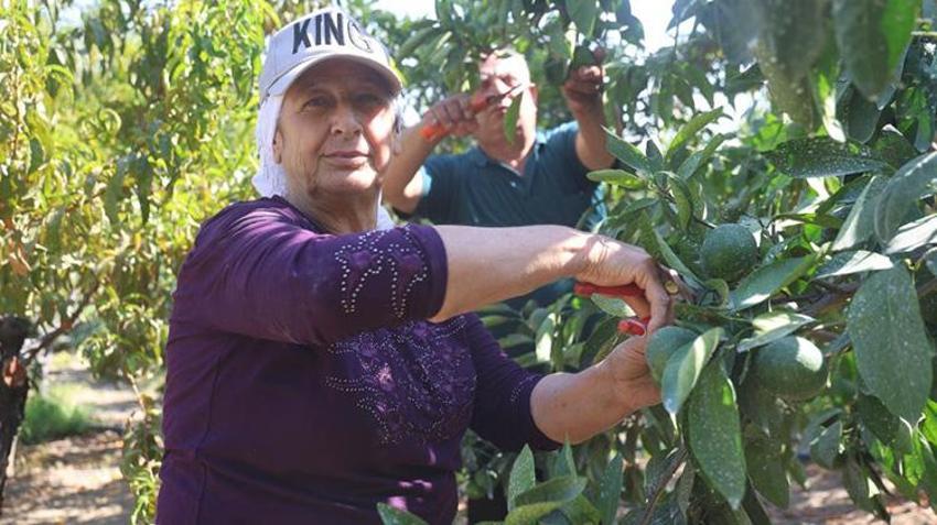 Hatay'da erkenci mandalina hasadı başladı! Samandağlı çiftçi bulduğu yöntemle daha çok kâr ediyor