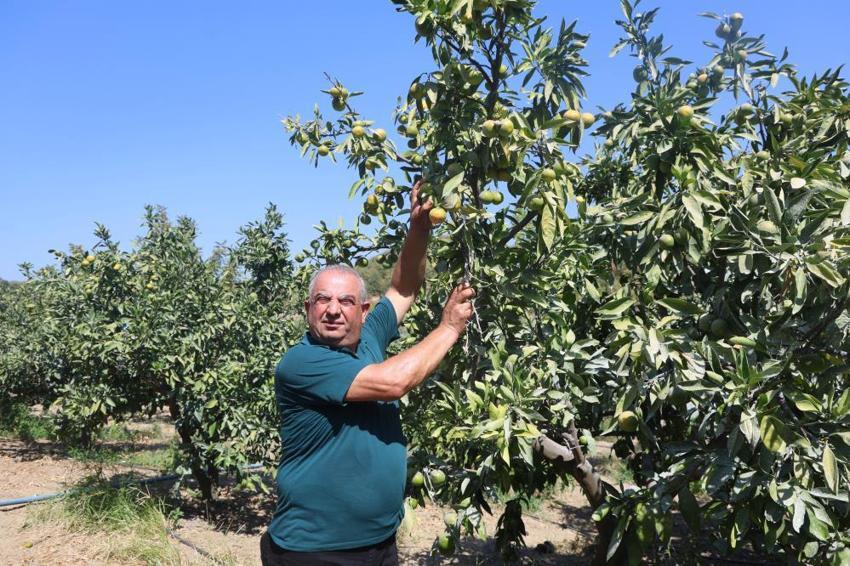 Hatay'da erkenci mandalina hasadı başladı! Samandağlı çiftçi bulduğu yöntemle daha çok kâr ediyor