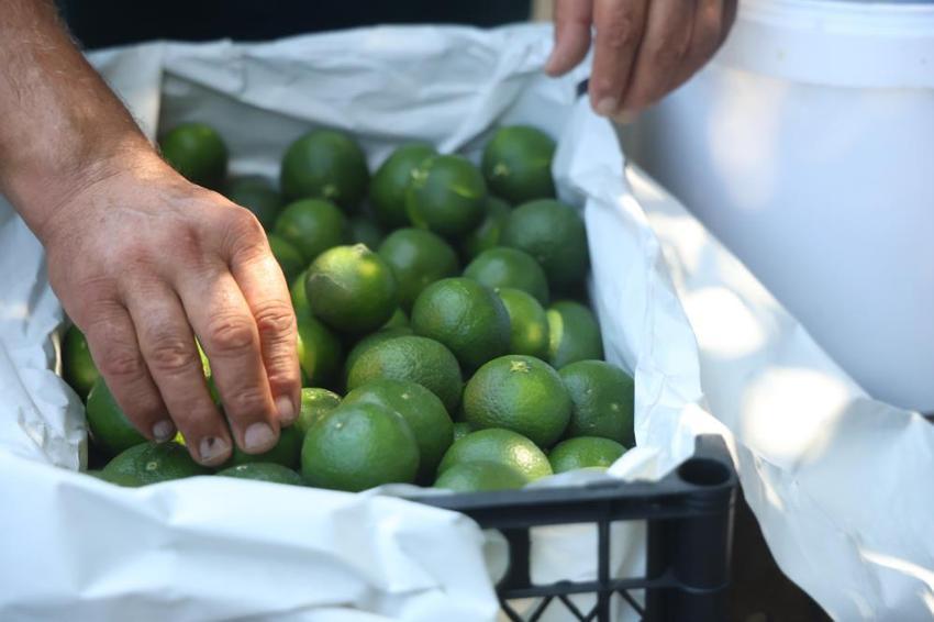 Hatay'da erkenci mandalina hasadı başladı! Samandağlı çiftçi bulduğu yöntemle daha çok kâr ediyor