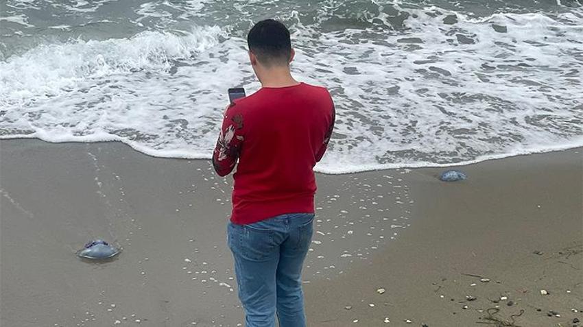 Bursa sahillerinde ürküten görüntü: Denizde bir tane bile kalmadı! Önce Gemlik, şimdi de Mudanya...