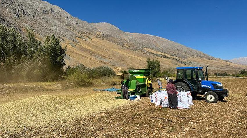 Munzur’un altın tanelerinin hasadı başladı! Yurt dışından talep yağıyor, kilosu 200 TL'ye alıcı buluyor!