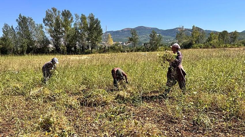 Munzur’un altın tanelerinin hasadı başladı! Yurt dışından talep yağıyor, kilosu 200 TL'ye alıcı buluyor!
