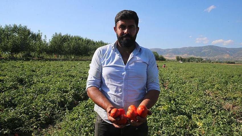 Tokat'ta hasat bereketli başladı! Dönümden 15 tona kadar domates alan çiftçiler rekolteyi artırdı!
