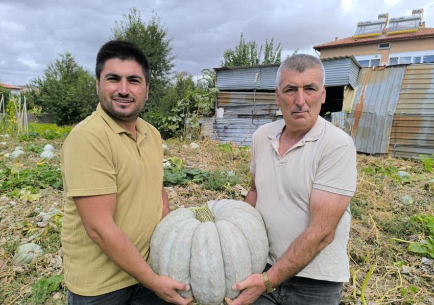 Afyonkarahisar'da hasat başladı, fiyatlar yüz güldürüyor! Kilosu 15 TL’ye satılıyor