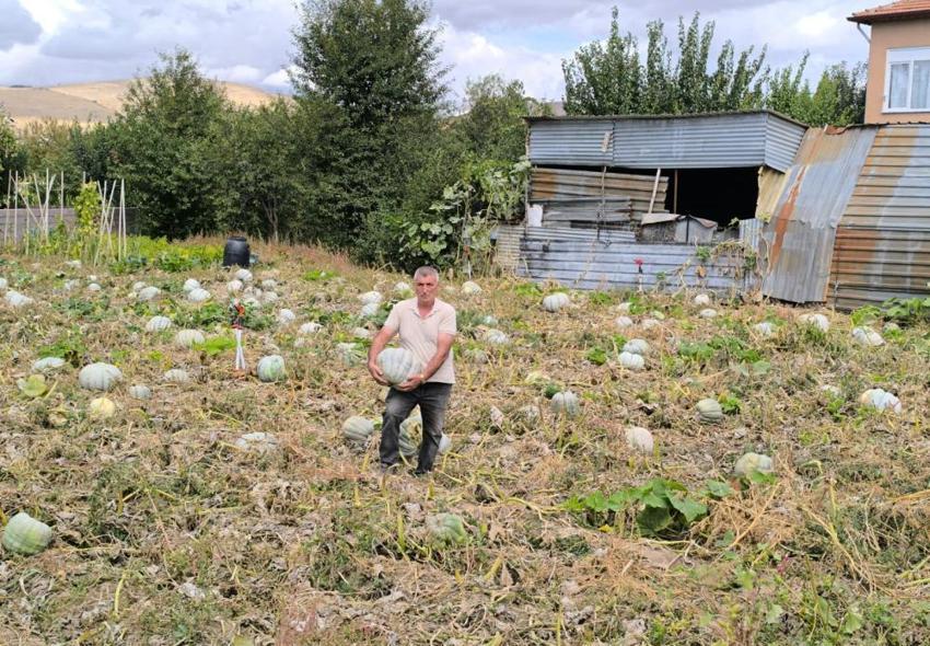 Afyonkarahisar'da hasat başladı, fiyatlar yüz güldürüyor! Kilosu 15 TL’ye satılıyor