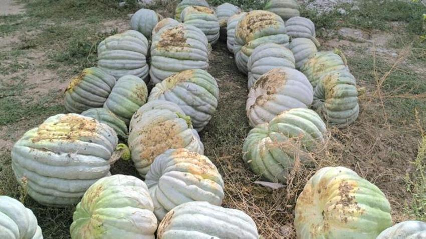 Afyonkarahisar'da hasat başladı, fiyatlar yüz güldürüyor! Kilosu 15 TL’ye satılıyor