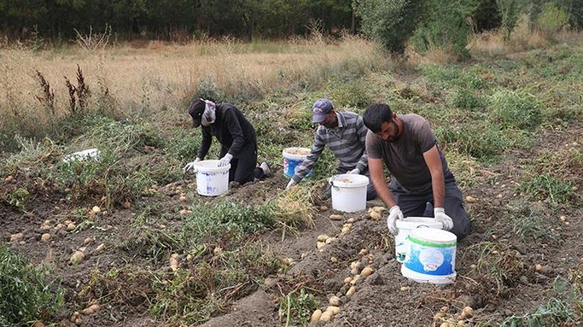 Hasadı 4 günde tamamlanıyor! Kilosu 12,5 TL: Cips fabrikaları kapış kapış alıyor