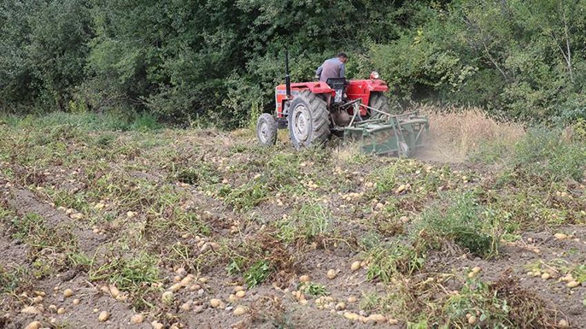 Hasadı 4 günde tamamlanıyor! Kilosu 12,5 TL: Cips fabrikaları kapış kapış alıyor