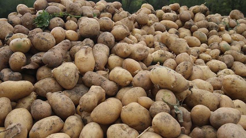 Hasadı 4 günde tamamlanıyor! Kilosu 12,5 TL: Cips fabrikaları kapış kapış alıyor