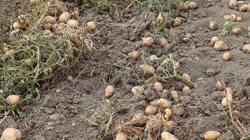 Hasadı 4 günde tamamlanıyor! Kilosu 12,5 TL: Cips fabrikaları kapış kapış alıyor