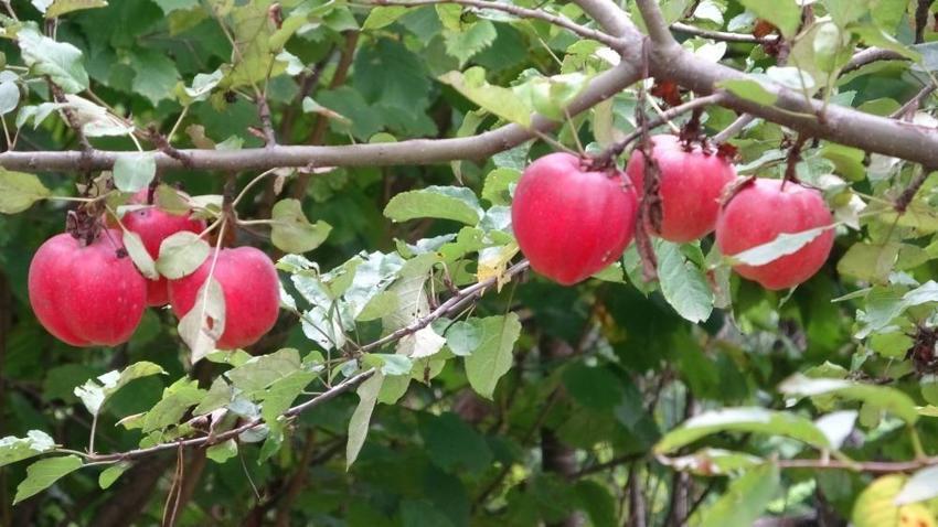 Sadece Ardahan'da yetişiyor: İçi dışı kırmızı! Hasat başladı