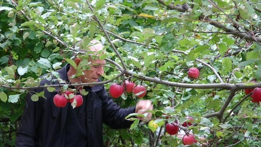 Sadece Ardahan'da yetişiyor: İçi dışı kırmızı! Hasat başladı