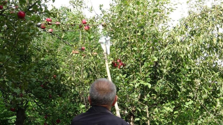 Sadece Ardahan'da yetişiyor: İçi dışı kırmızı! Hasat başladı