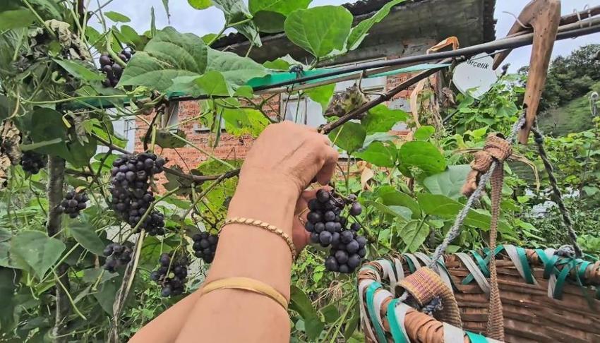 Artvinli kadınların imece usulü kışlık hazırlıkları başladı