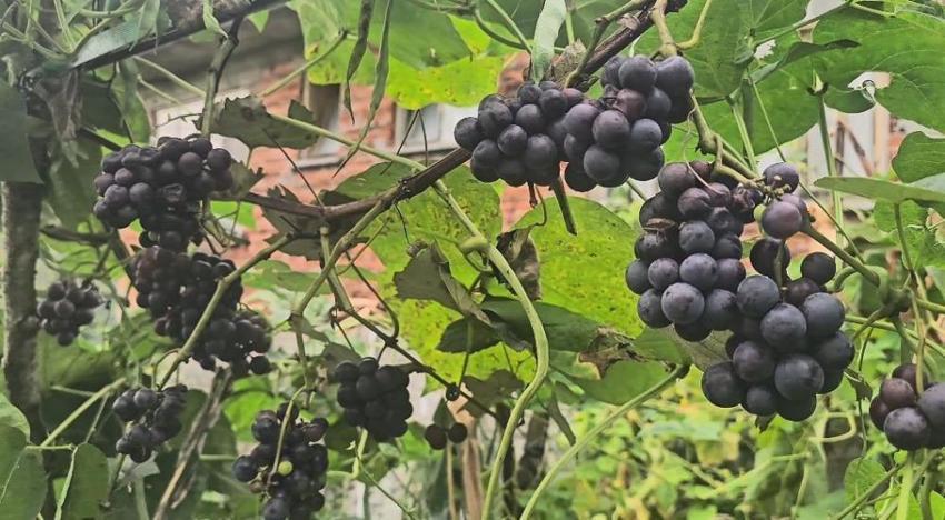 Artvinli kadınların imece usulü kışlık hazırlıkları başladı