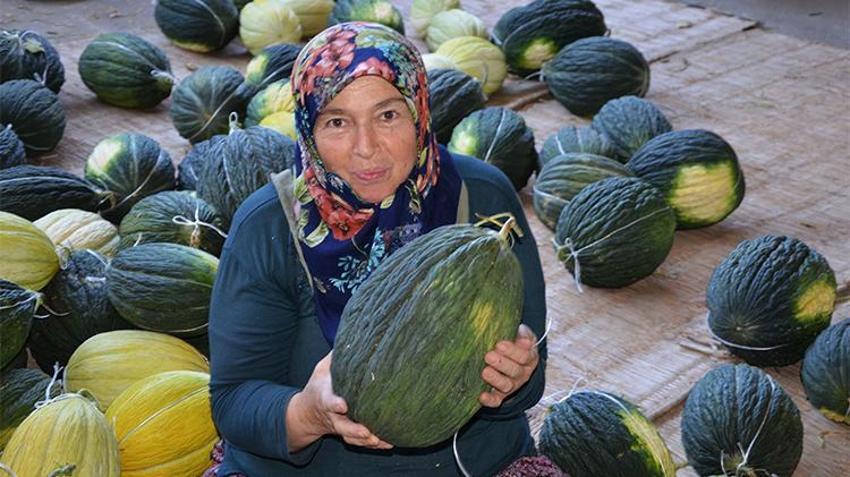 Askıda kavun dünya yolcusu! Avrupa tarafından tescillendi, kışın sofralarda yerini alacak