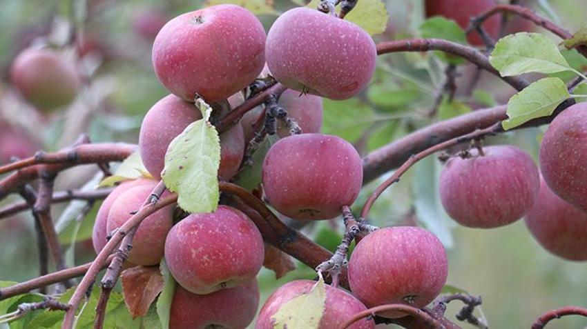 Meyvenin parayla satılmadığı tek bahçe! Hasat 10 gün sürüyor, gelen bedava yiyor