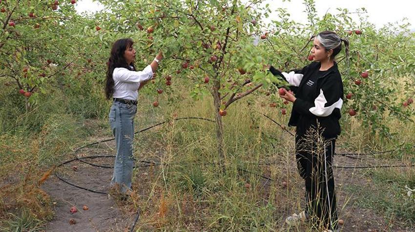 Meyvenin parayla satılmadığı tek bahçe! Hasat 10 gün sürüyor, gelen bedava yiyor