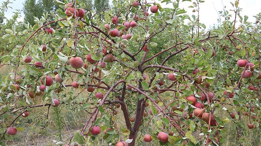 Meyvenin parayla satılmadığı tek bahçe! Hasat 10 gün sürüyor, gelen bedava yiyor