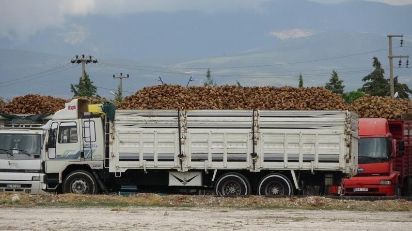 Burdur'da pancar alımı başladı: 700 bin ton işlenecek