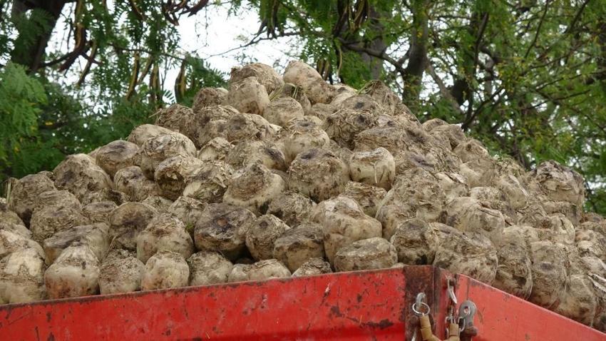 Burdur'da pancar alımı başladı: 700 bin ton işlenecek
