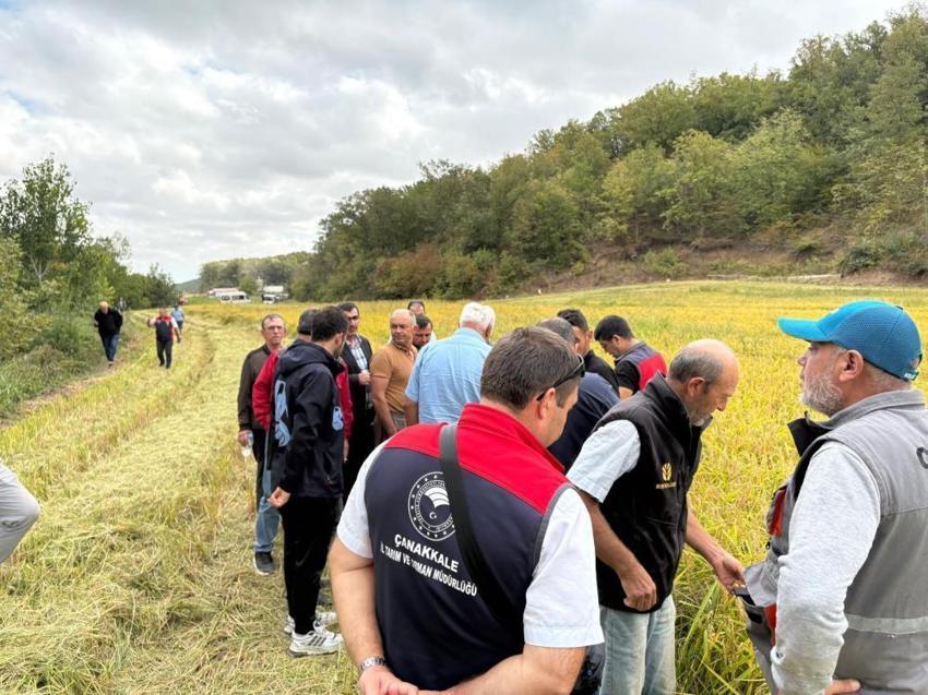 Çeltikte yeni dönem! Damlama sulama ile verim artışı hedefleniyor