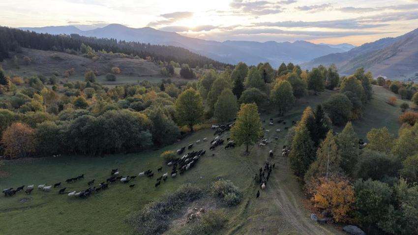 Karadeniz'e sonbahar ilk önce bu ilçeye geldi! Yapraklar sarardı görsel şölen göz kamaştırdı