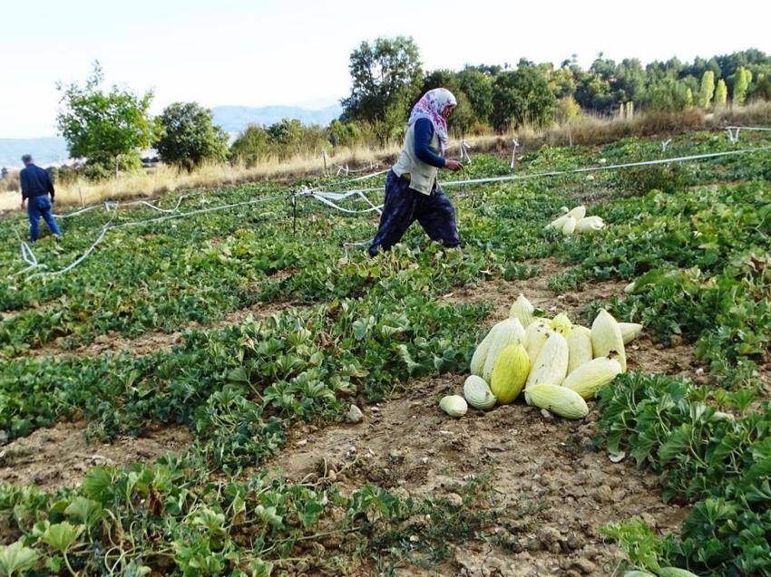 Kütahya'da sadece hayvan gübresiyle yetişiyor! Hasadı başladı, kilosu 30 liradan satılıyor