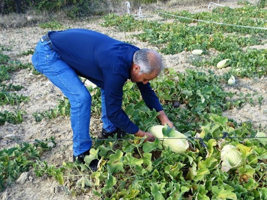 Kütahya'da sadece hayvan gübresiyle yetişiyor! Hasadı başladı, kilosu 30 liradan satılıyor