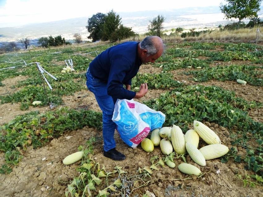 Kütahya'da sadece hayvan gübresiyle yetişiyor! Hasadı başladı, kilosu 30 liradan satılıyor