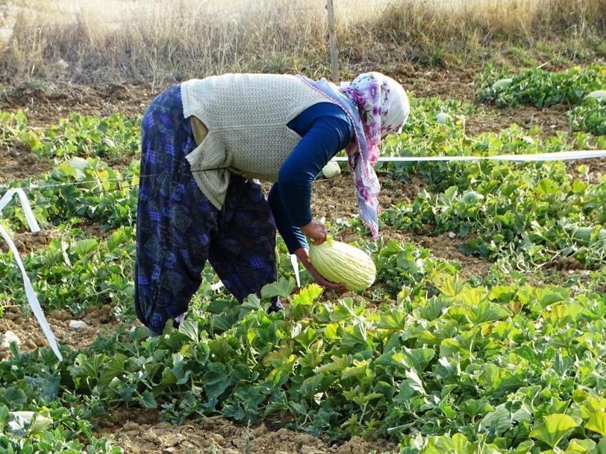Kütahya'da sadece hayvan gübresiyle yetişiyor! Hasadı başladı, kilosu 30 liradan satılıyor