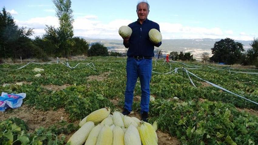 Kütahya'da sadece hayvan gübresiyle yetişiyor! Hasadı başladı, kilosu 30 liradan satılıyor