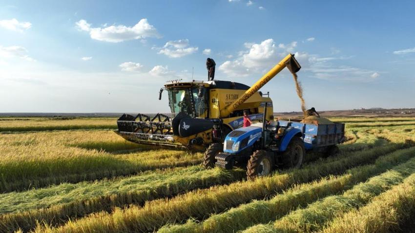 Şanlıurfa'da altın tanelerinin hasadı başladı! Yurt dışında kapış kapış satılıyor