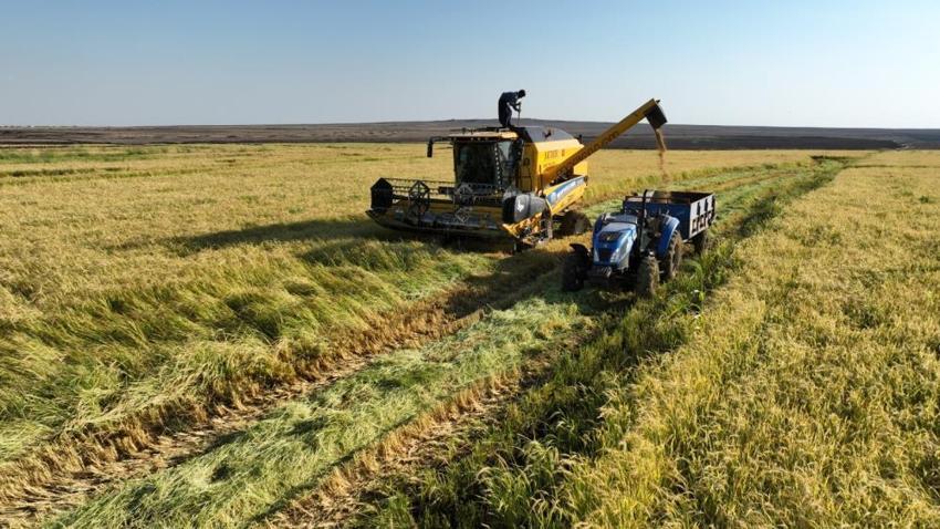 Şanlıurfa'da altın tanelerinin hasadı başladı! Yurt dışında kapış kapış satılıyor