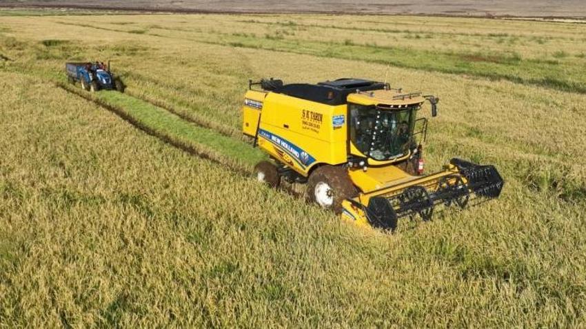 Şanlıurfa'da altın tanelerinin hasadı başladı! Yurt dışında kapış kapış satılıyor