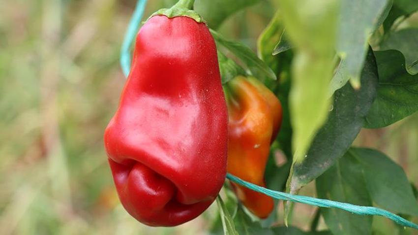 Şanlıurfalı genç girişimci akrabalarını dinledi kendi işini kurdu! Devlet desteğiyle yılda iki ürün yetiştiriyor