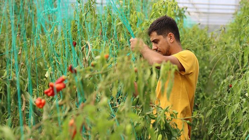 Şanlıurfalı genç girişimci akrabalarını dinledi kendi işini kurdu! Devlet desteğiyle yılda iki ürün yetiştiriyor