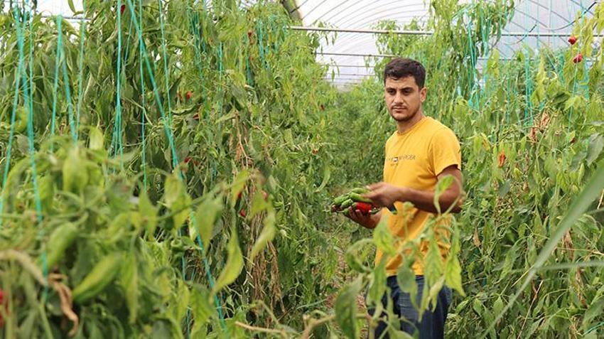 Şanlıurfalı genç girişimci akrabalarını dinledi kendi işini kurdu! Devlet desteğiyle yılda iki ürün yetiştiriyor