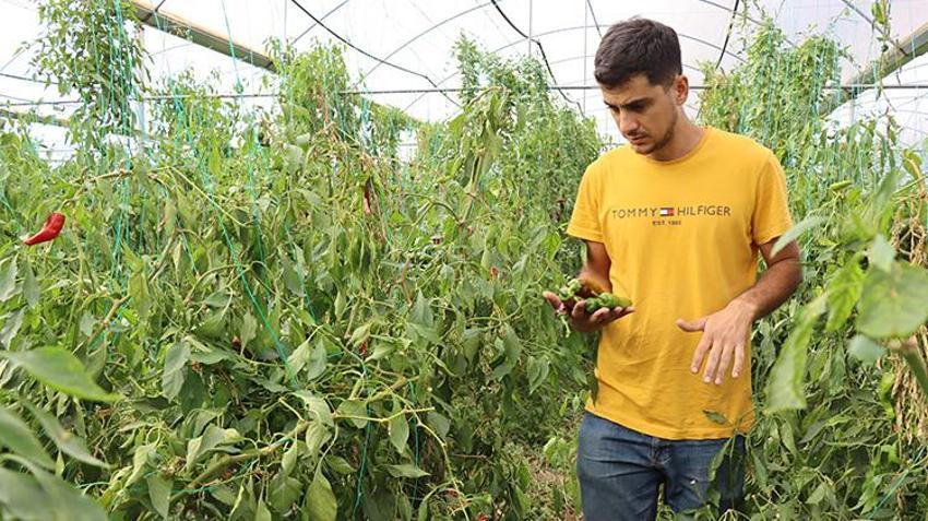 Şanlıurfalı genç girişimci akrabalarını dinledi kendi işini kurdu! Devlet desteğiyle yılda iki ürün yetiştiriyor