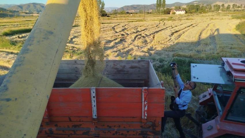 Türkiye'nin pirinç üretimi burada: 20 bin dekarda hasat başladı