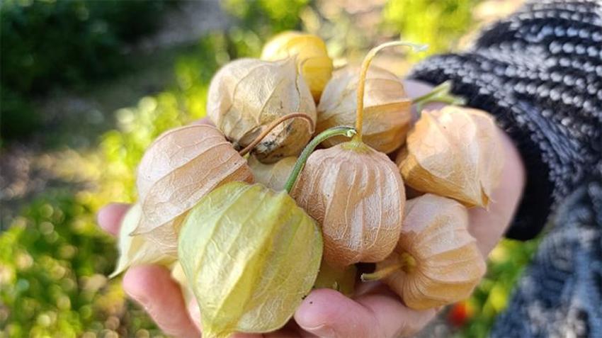 Dünyada daha iyisi yok! 100 gramı 50 liradan satılıyor, yoğun talep var