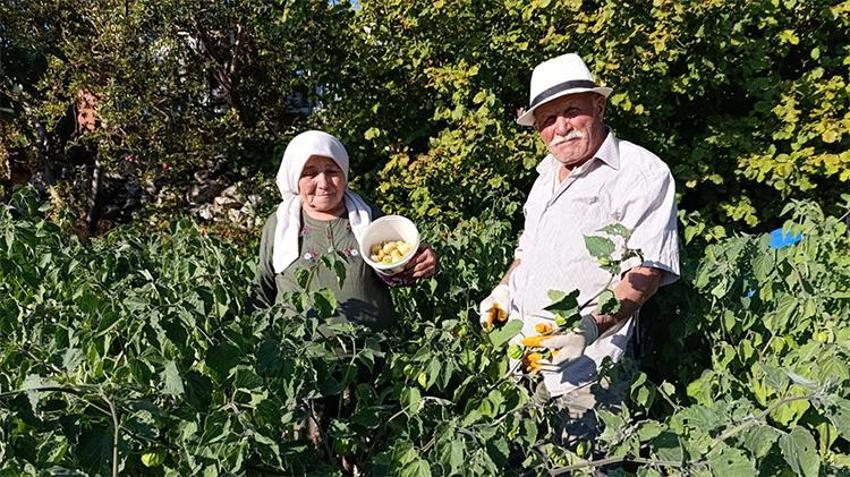Dünyada daha iyisi yok! 100 gramı 50 liradan satılıyor, yoğun talep var