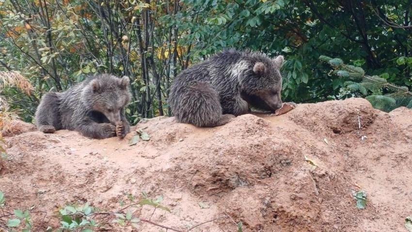 Kastamonu'da annesiz kalan yavru ayılar, yol kenarında vatandaşa sığındı!