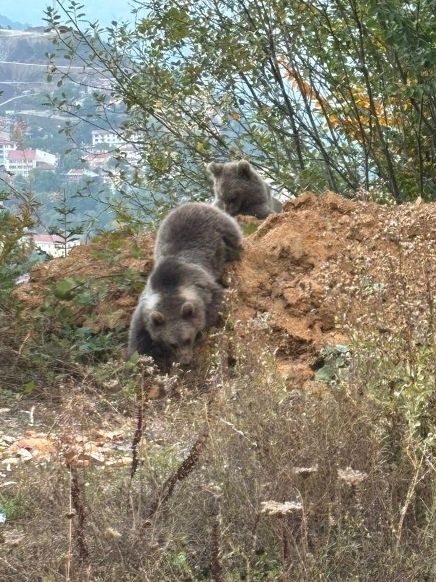 Kastamonu'da annesiz kalan yavru ayılar, yol kenarında vatandaşa sığındı!