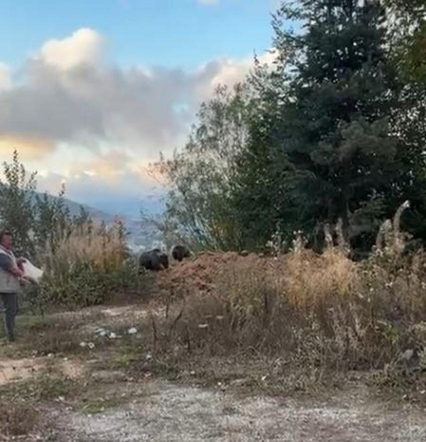 Kastamonu'da annesiz kalan yavru ayılar, yol kenarında vatandaşa sığındı!