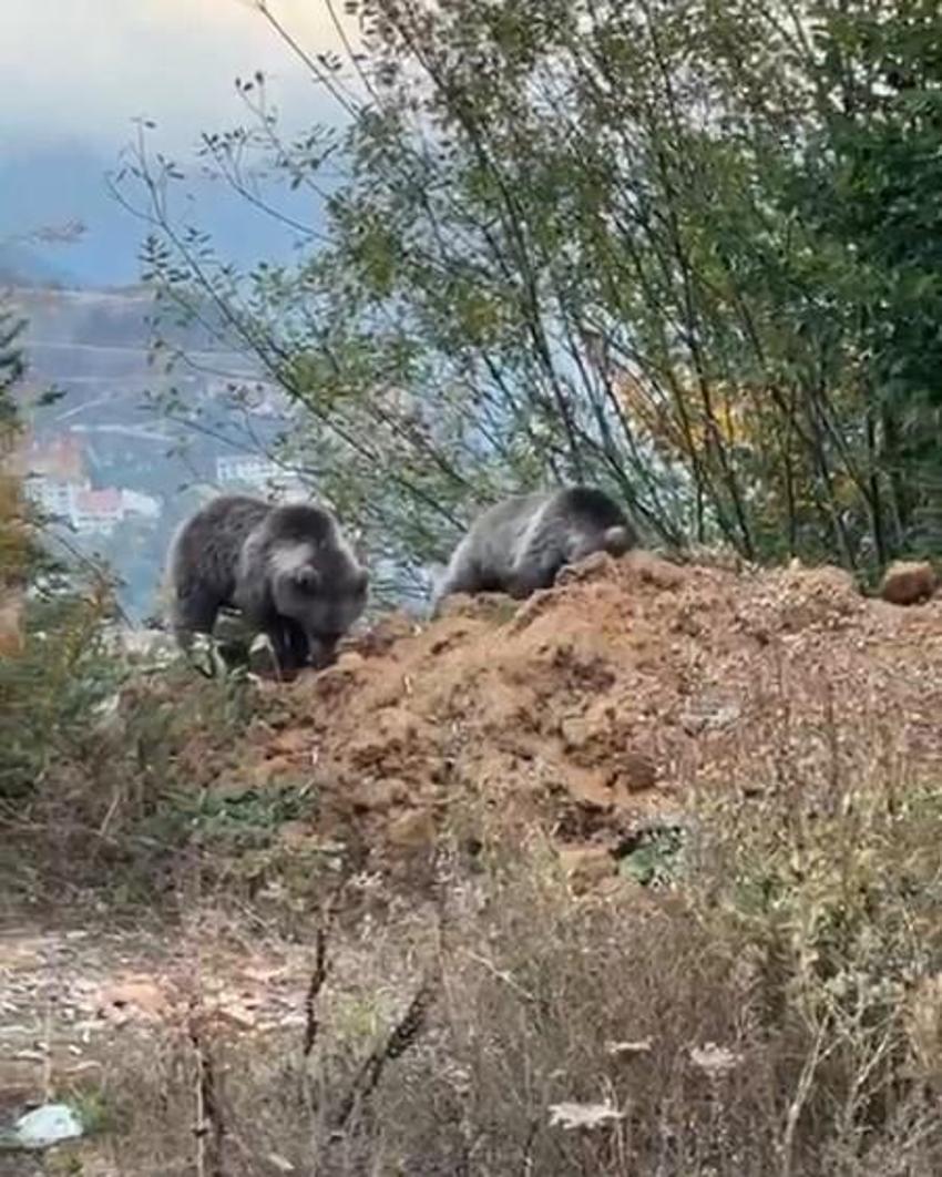 Kastamonu'da annesiz kalan yavru ayılar, yol kenarında vatandaşa sığındı!