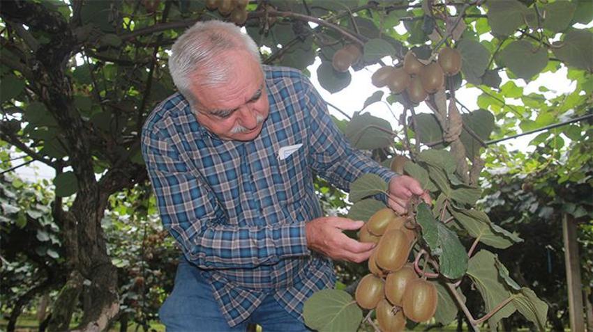 Ordu'dan kötü haber geldi! Rekolte yarıya düştü, fiyatlar yüzde 150 artacak