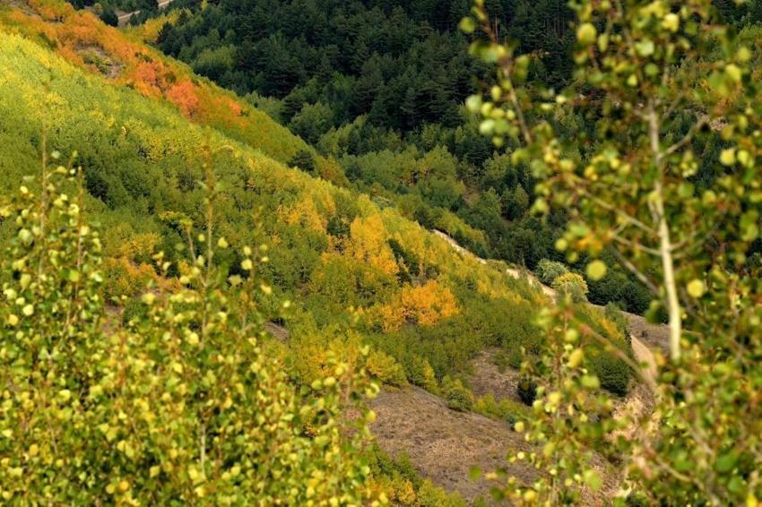 Gümüşhane'de bir anda belirdi! Mevsiminde geldi: Herkes oraya bakıyor